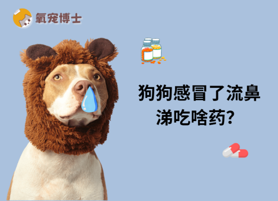 狗狗感冒了流鼻涕吃啥药？