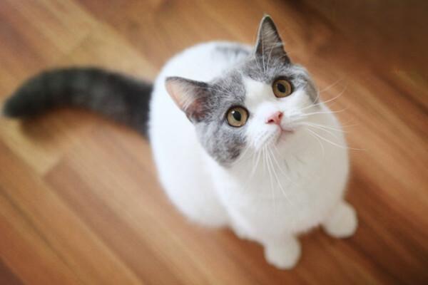 猫眼睛发炎是得结膜炎吗？