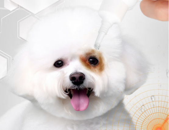 比熊泪痕用什么去除？