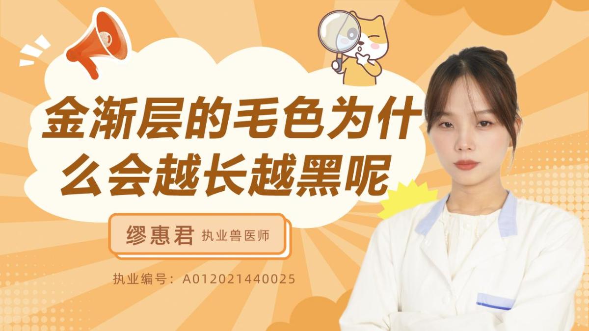 金渐层的毛色为什么会越长越黑呢？