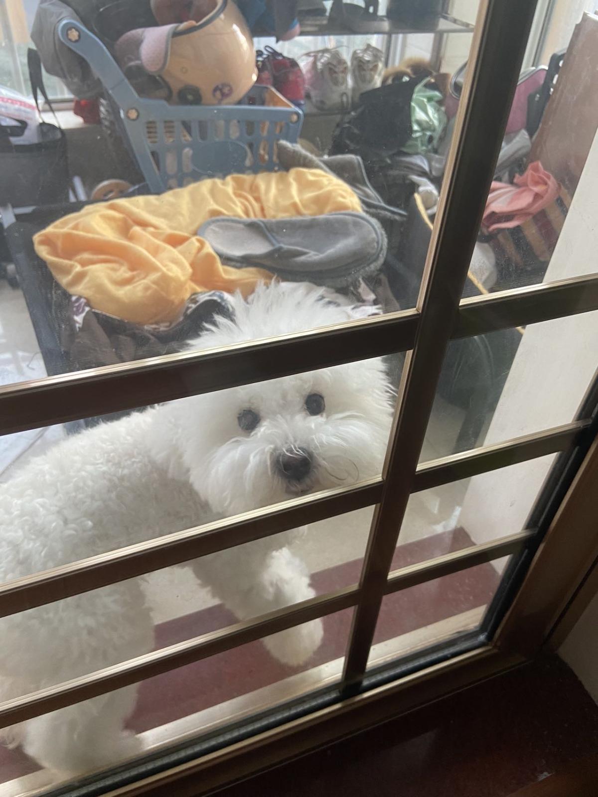 团宝狗狗