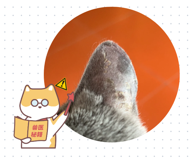 小猫耳朵痒怎么办
