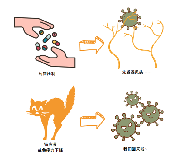 猫鼻支复发