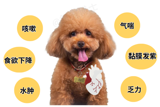 小狗心臟肥大