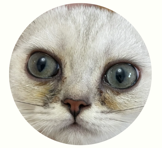 猫咪眼睛流黄色的眼屎