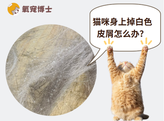 猫咪身上掉白色皮屑，是太干燥了还是猫癣？