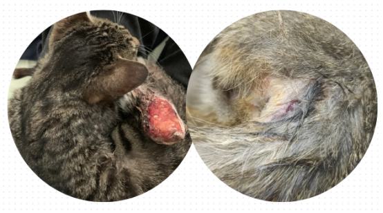 猫受伤