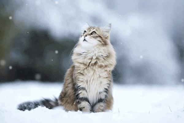 猫咪冬季防寒有招？可别踏入这些误区.jpg