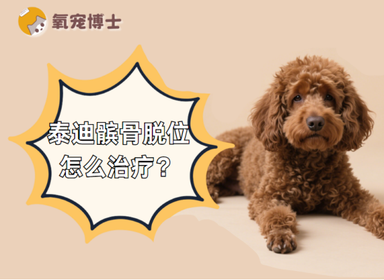 泰迪髌骨脱位怎么治疗？