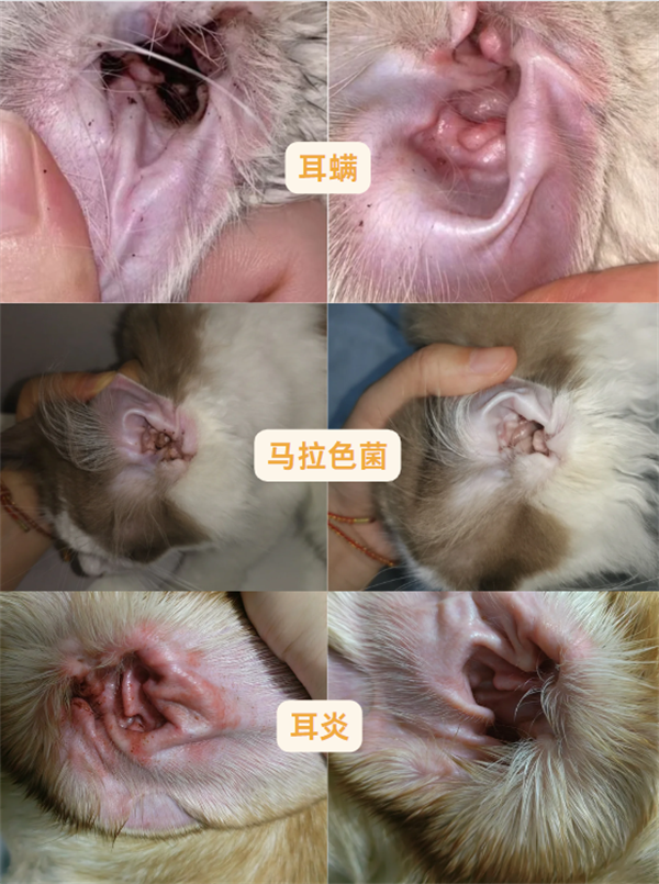 猫耳螨耳炎用什么药？