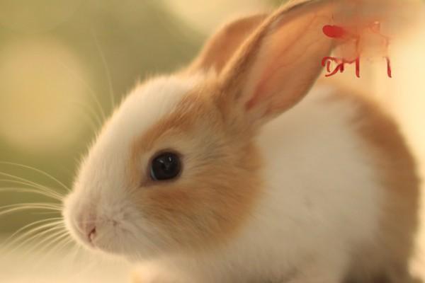 通过兔子尿液的颜色辨别兔子是否健康