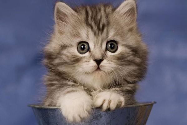 猫粮经常堆满碗的危害