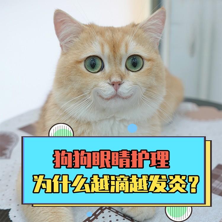 狗狗眼睛護理，為什麼越滴越發炎？