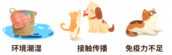 猫咪感染猫癣的原因