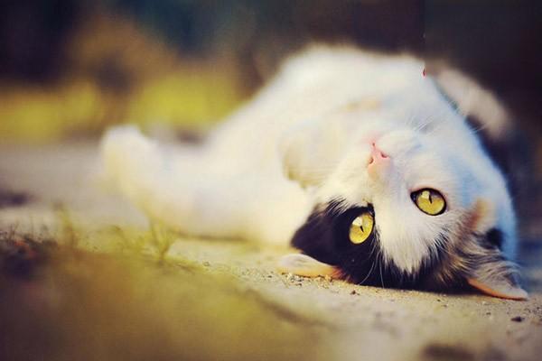 怎么缓解猫咪过敏性皮炎引起的瘙痒症状