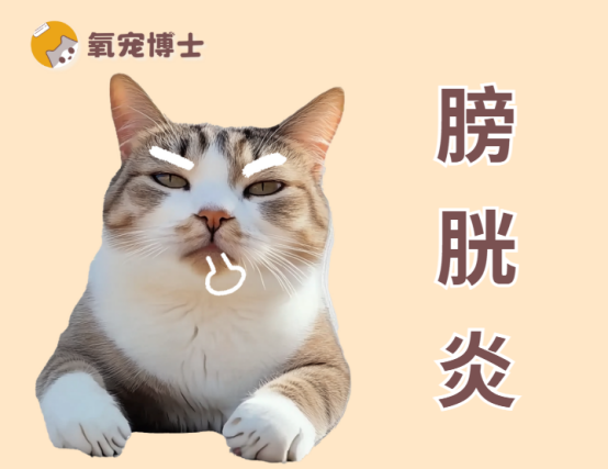猫咪膀胱炎