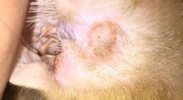 猫耳朵真菌感染