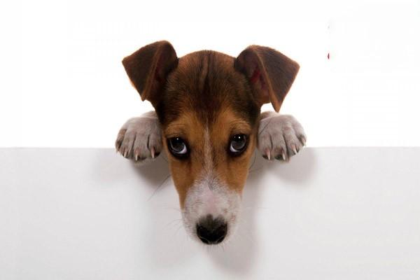 狗狗胰腺炎的致病因素有哪些？