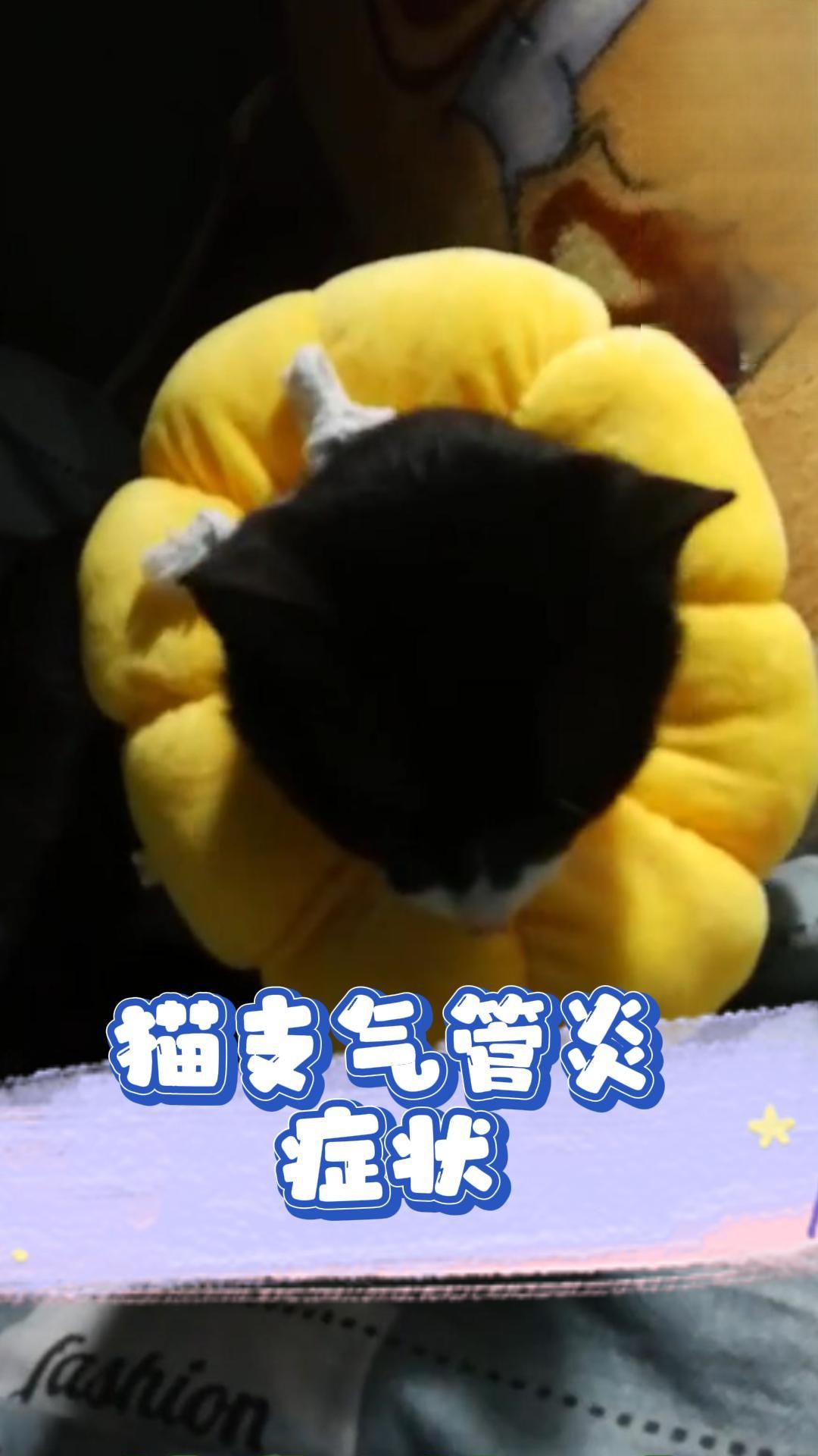 猫支气管炎症状