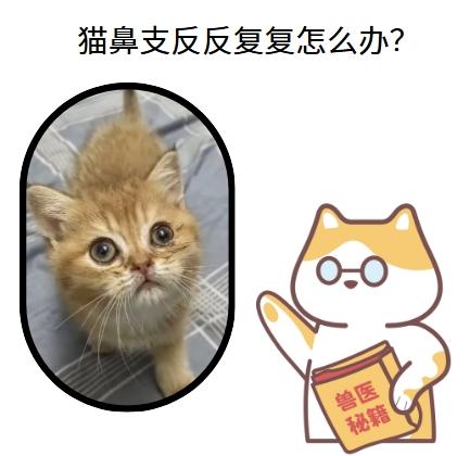 猫鼻支又犯病，护理是关键！