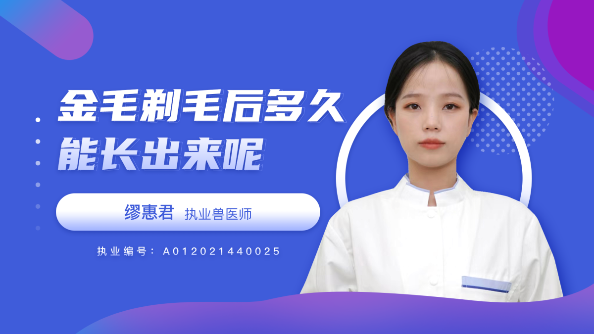 金毛剃毛后多久能长出来？