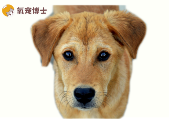 狗狗生理期流血流多少天？超过这个天数赶紧去医院！