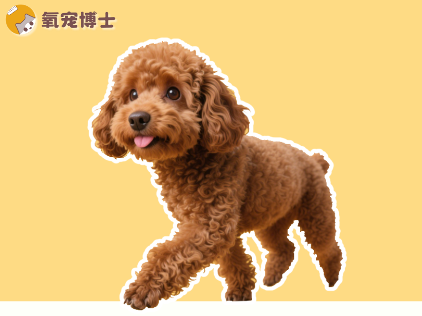 泰迪髌骨脱位能自愈吗？真相很残酷…