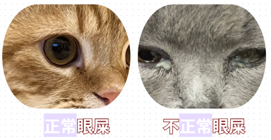 小猫上火有眼屎