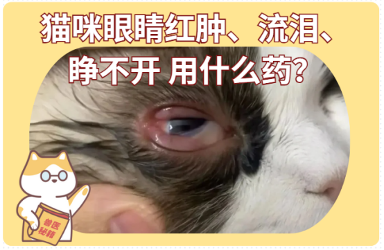 猫咪眼睛红肿流泪睁不开用什么药？