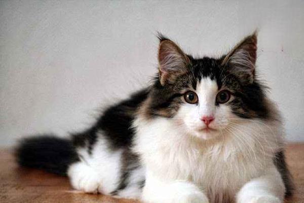 猫咪口炎初期症状 猫得口炎的原因