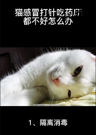 猫感冒打针吃药后不见好怎么做？