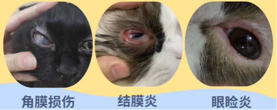 猫咪眼睛有脓性分泌物怎么办？