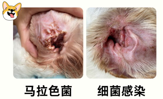 狗狗耳朵臭怎么回事？