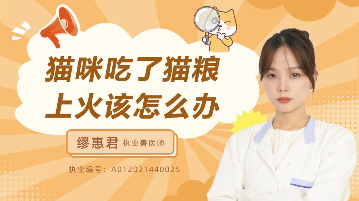 猫咪吃了猫粮上火该怎么办？