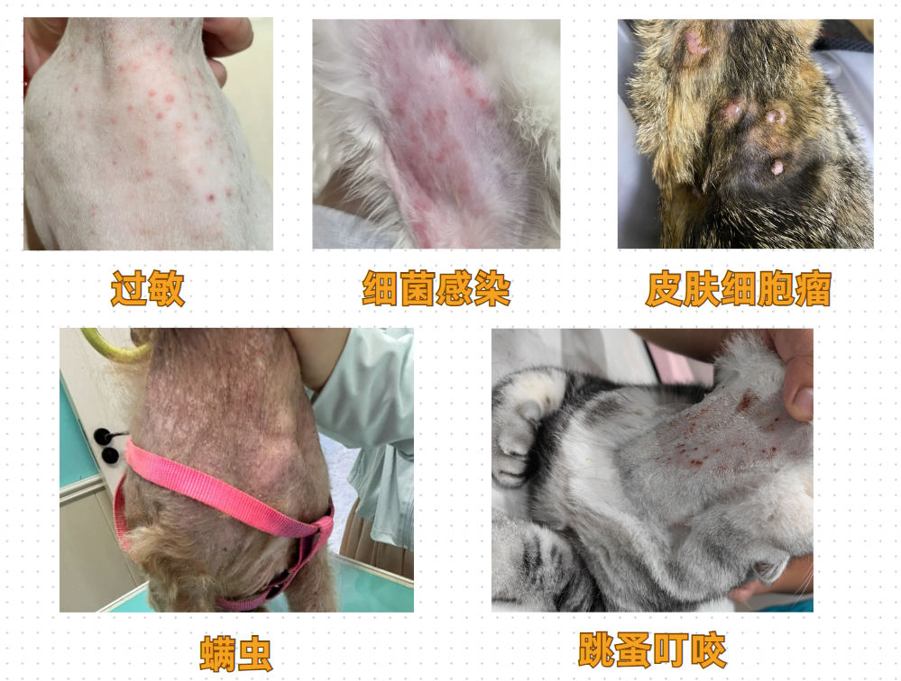貓咪長疙瘩的原因