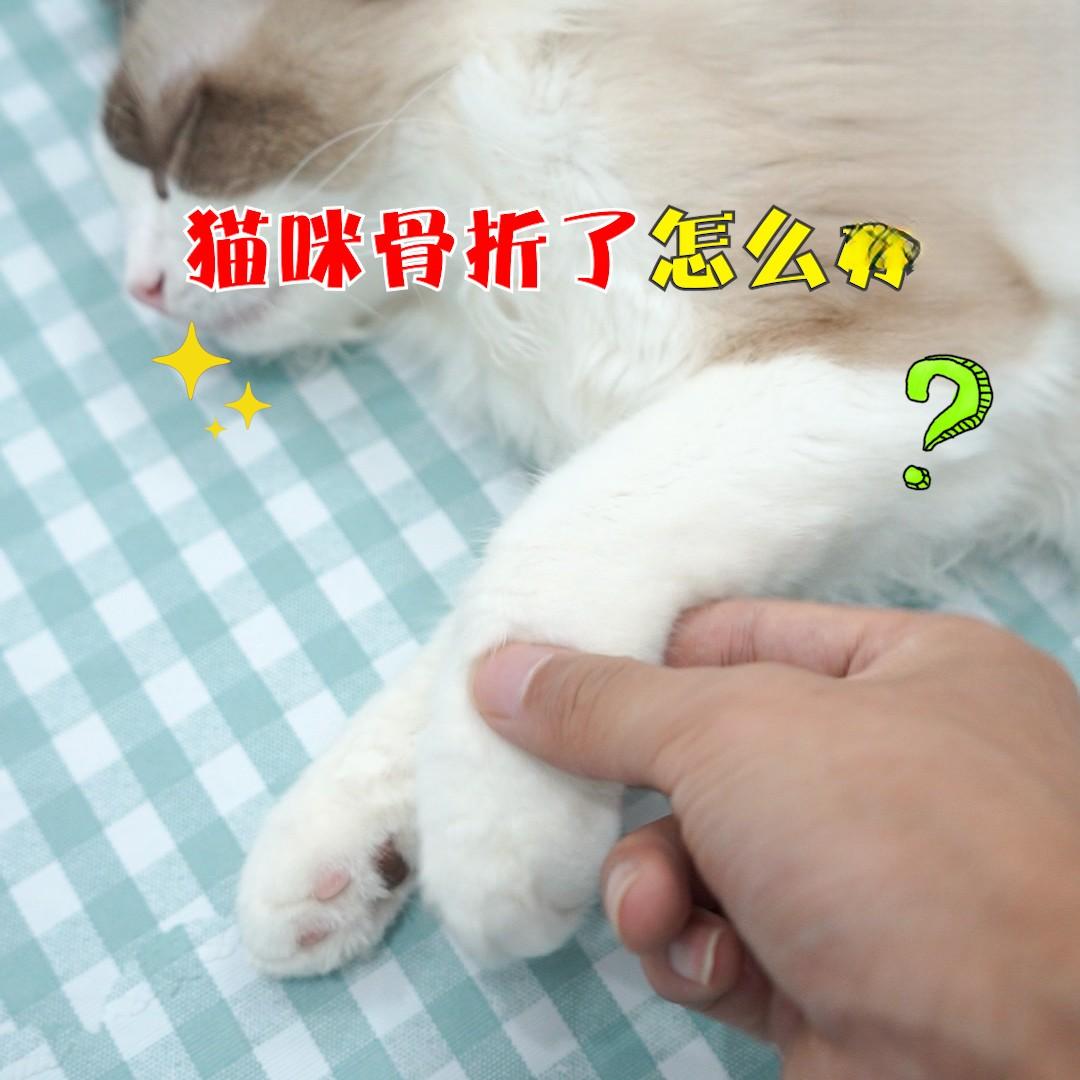 猫骨折了怎么办