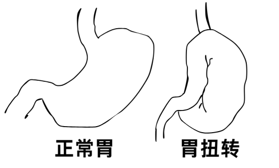 狗狗胃扭转