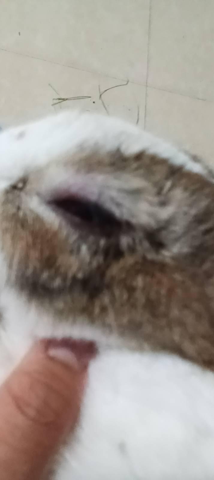 https://s.isdpp.com/images/OdwvxfrC3TynFAKW