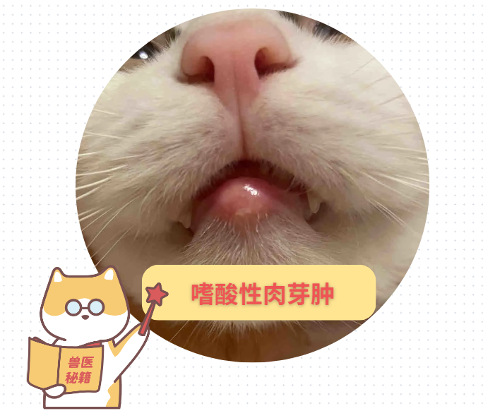 猫下巴长了个红疙瘩