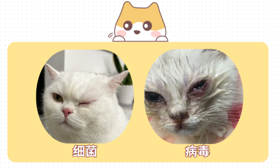 猫咪眼睛发炎用什么药？