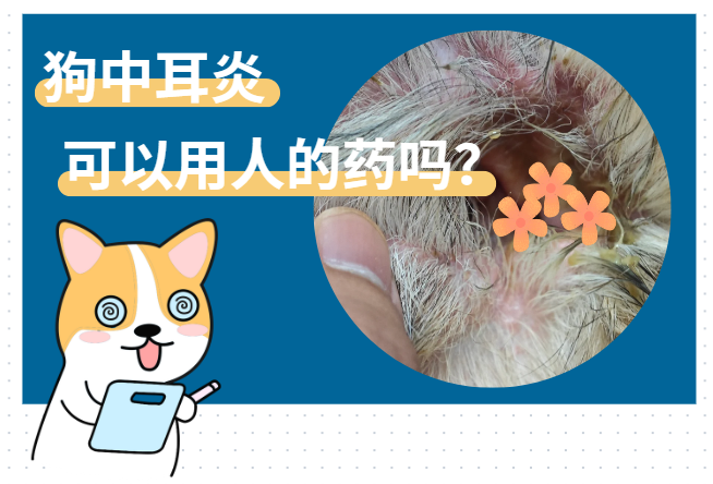 狗中耳炎可以用人的药吗？