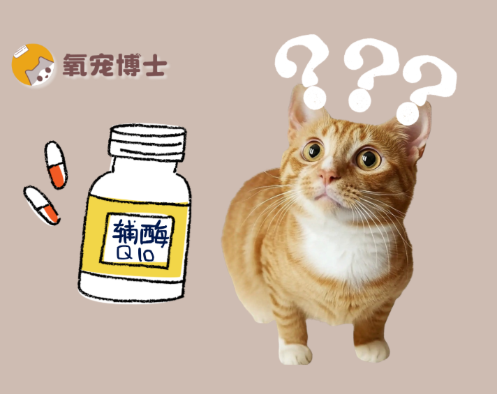 猫咪吃辅酶Q10有用吗？怎么吃更安全？