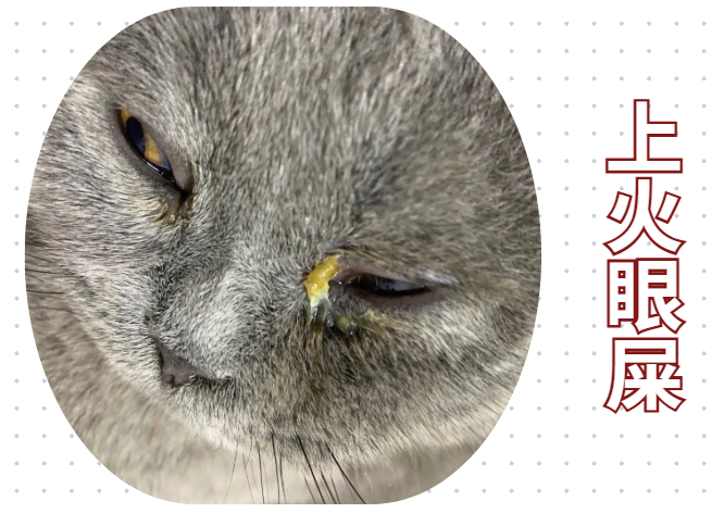 猫咪有眼泪眼屎怎么回事？