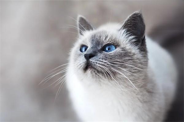 給貓咪飼喂益生菌的注意事項
