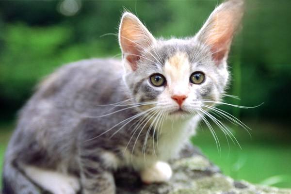 怎么跟猫咪沟通