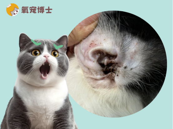 猫咪耳朵里面有很多黑色的东西怎么清理？