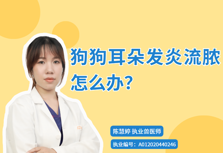 【宠医科普】狗狗耳朵发炎流脓怎么办？