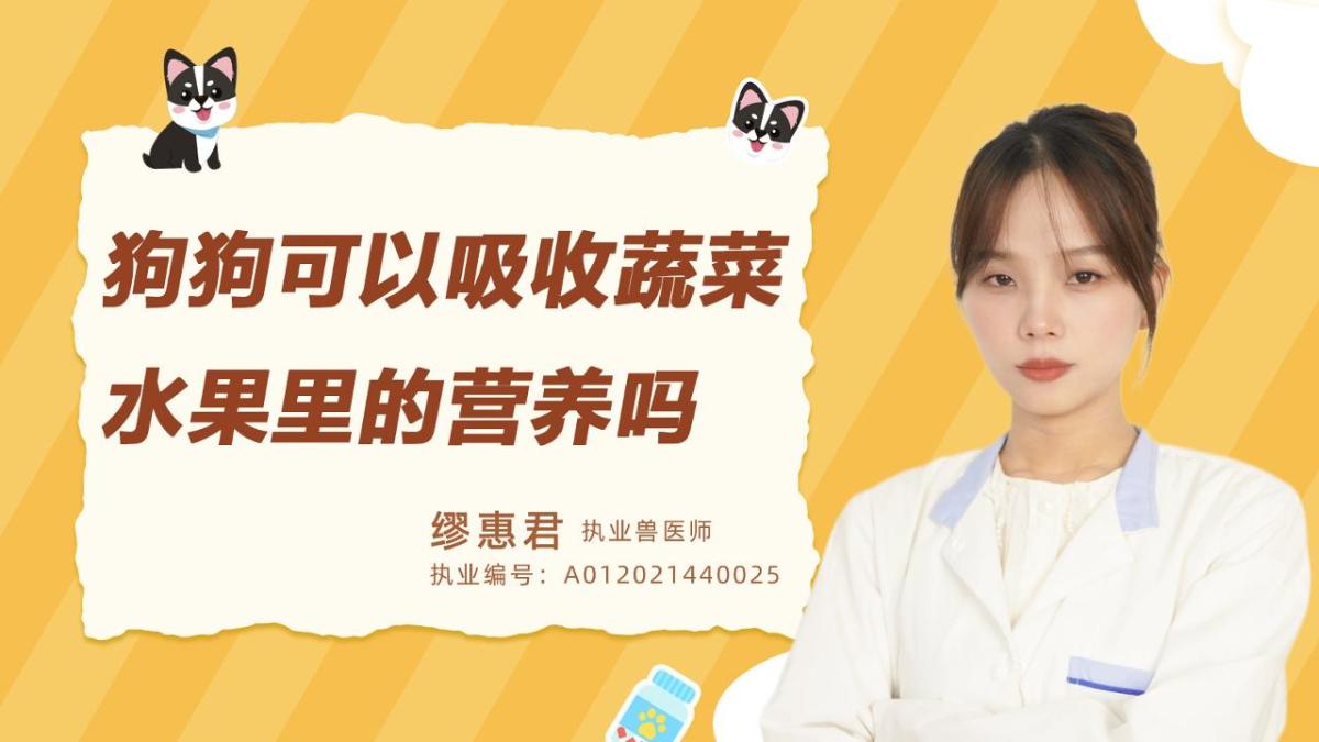 狗狗可以吸收蔬菜水果里的营养吗?