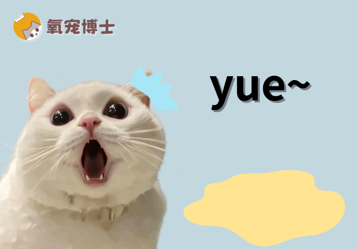 猫咪吐黄水是什么病？手把手教你区分&处理