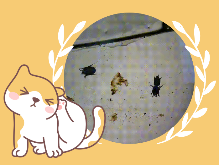 猫有耳螨怎么办？
